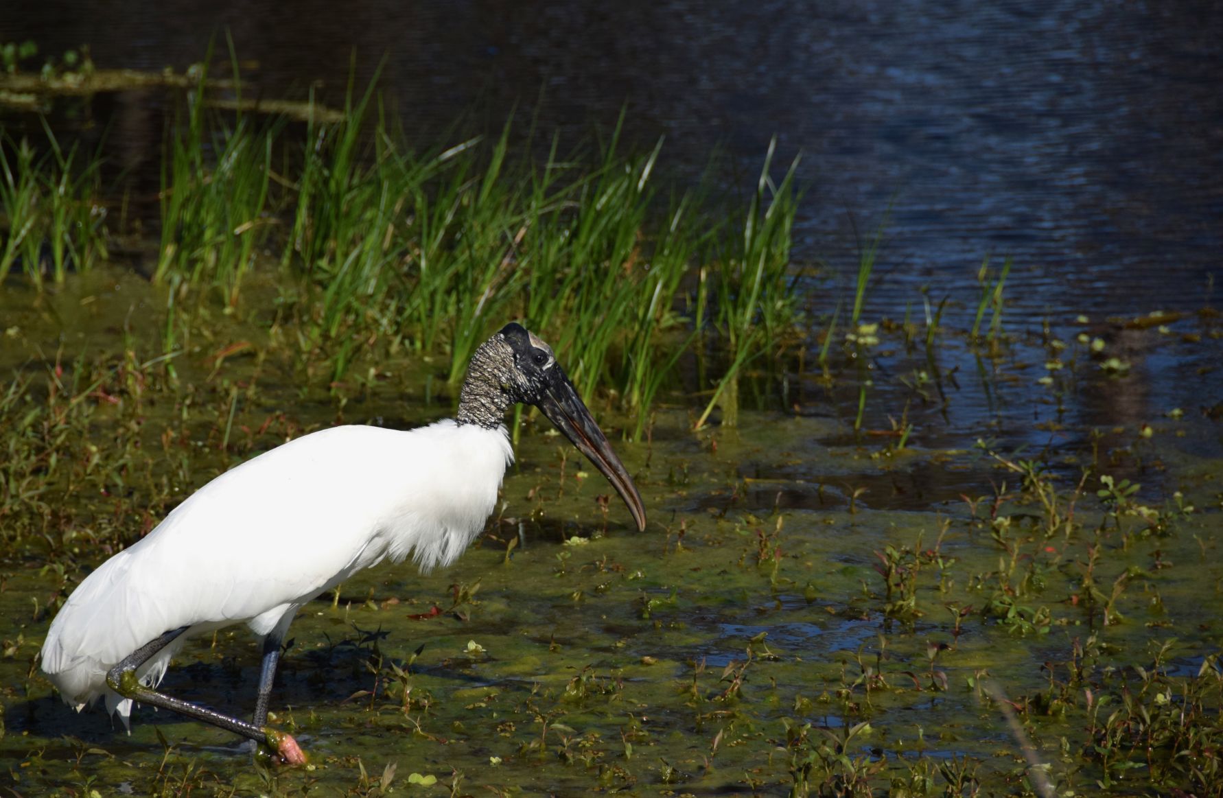 Wood stork